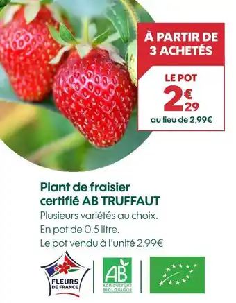 Truffaut AB TRUFFAUT Plant de fraisier certifié ab offre