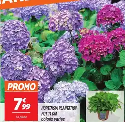 Netto Hortensia plantation offre