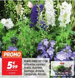 Netto Plante vivacem offre