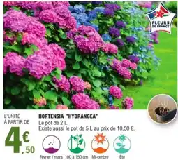 E.Leclerc Hortensia "hydrangea" offre