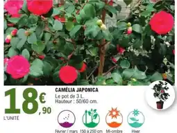 Camélia japonica