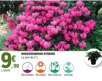 E.Leclerc Rhododendron hybride offre