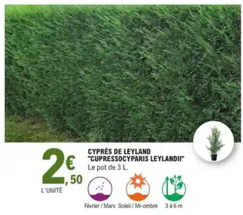 E.Leclerc Cyprès de leyland "cupressocyparis leylandii" offre