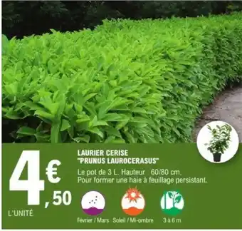 E.Leclerc Laurier cerise "prunus laurocerasus" offre