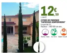 E.Leclerc Cyprès de provence "cupressus sempervirens" offre
