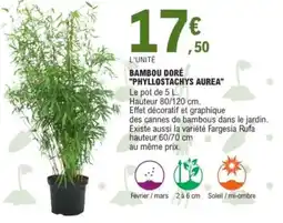 E.Leclerc Bambou doré "phyllostachys aurea” offre