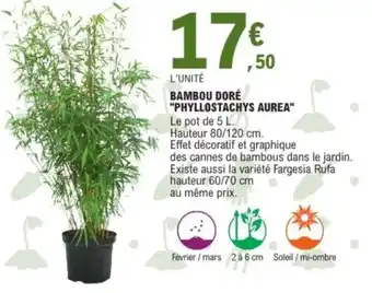 E.Leclerc Bambou doré "phyllostachys aurea” offre