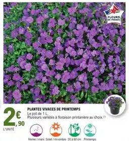 E.Leclerc Plantes vivaces de printemps offre