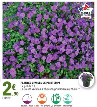 E.Leclerc Plantes vivaces de printemps offre