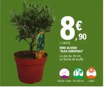 E.Leclerc Mini olivier "olea europaea" offre
