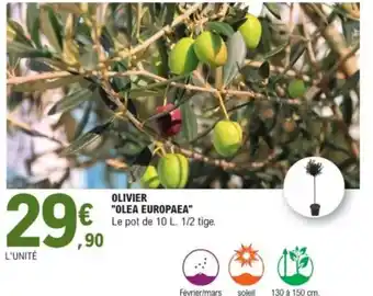 E.Leclerc Olivier "olea europaea" offre