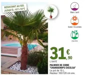 E.Leclerc Palmier de chine "chamaerops excelsa" offre
