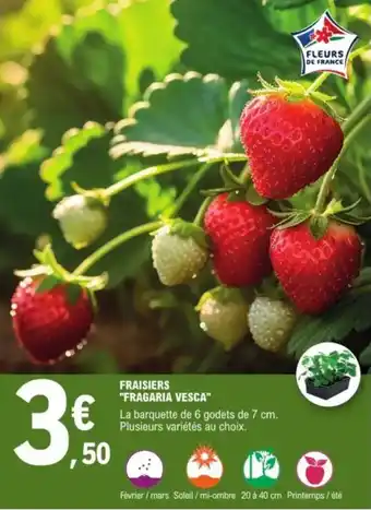 E.Leclerc Fraisiers "fragaria vesca" offre