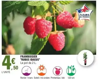 E.Leclerc Framboisier "rubus idaeus" offre