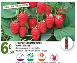 E.Leclerc Le lot de 5 framboisiers "rubus idaeus" offre