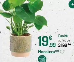 Botanic Monstera offre