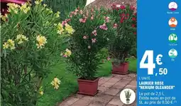 E.Leclerc Laurier rose "nerium oleander" offre
