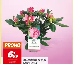 Netto MY GOODNESS Rhododendron pot 15 cm offre