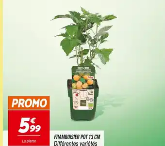 Netto Framboisier pot 13 cm offre