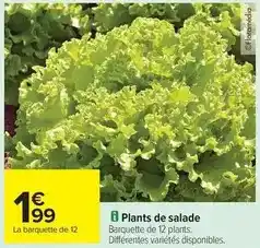 Carrefour Plants de salade offre