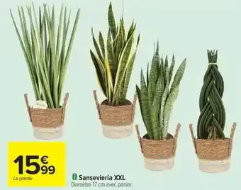 Carrefour Sanseviera xxl offre