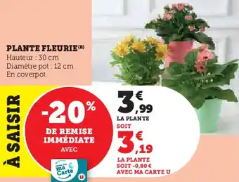 Super U Plante fleurie offre