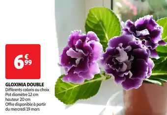 Auchan Gloxinia double offre