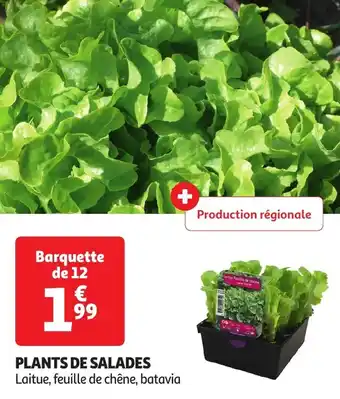 Auchan Plants de salades offre