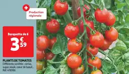 Auchan Plants de tomates offre