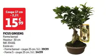 Auchan Ficus ginseng offre