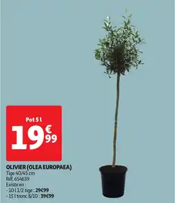 Auchan Olivier olea europaea offre