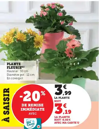 Hyper U Plante fleurie offre