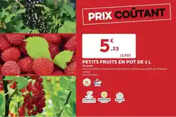 Bricomarché Plantation - petits fruits en pot de 2 l offre