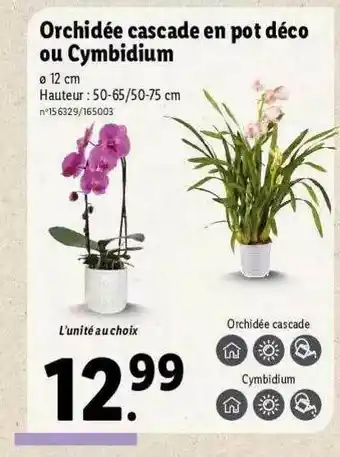 Lidl Orchidée Cascade En Pot Déco Ou Cymbidium offre