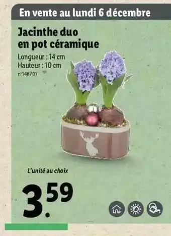 Lidl Jacinthe Duo En Pot Céramique offre