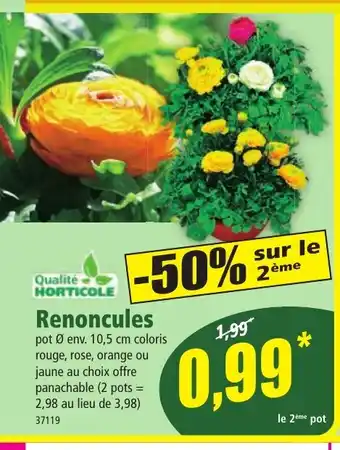 Norma Renoncules offre