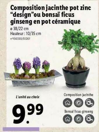 Lidl Composition Jacinthe Pot Zinc offre