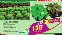 Norma Plants de salades offre