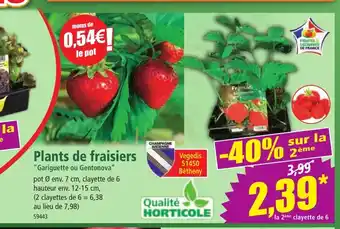 Norma Plants de fraisiers offre