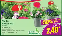 Norma Plantes vivaces XXL offre