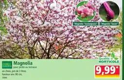 Norma Magnolia offre