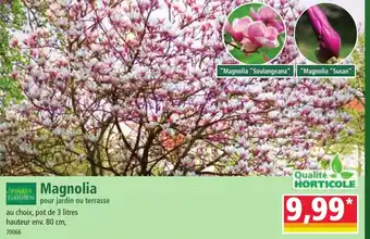 Norma Magnolia offre