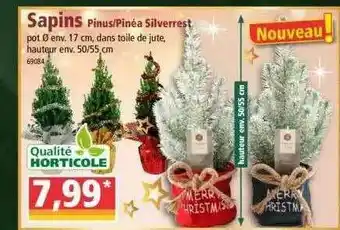 Sapins Pinus - Pinéa Silverrest