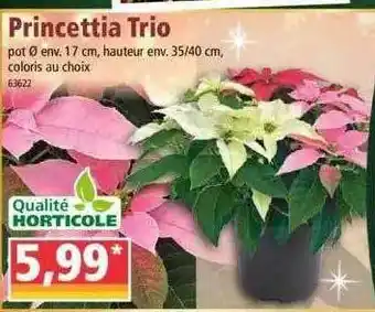Norma Princettia Trio offre