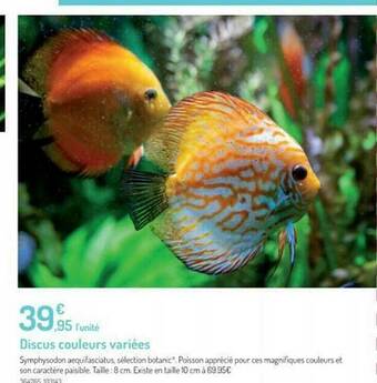 Discus Couleurs Variées