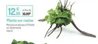 Plante Sur Racine
