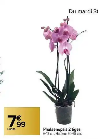 Carrefour Phalaenopsis 2 Tiges offre