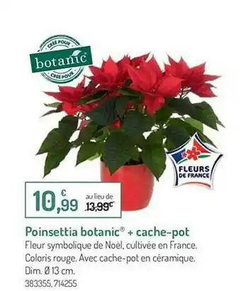Poinsettia Botanic + Cache-pot