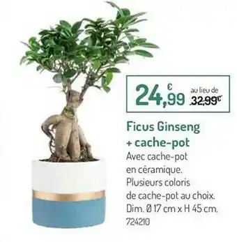 Ficus Ginseng + Cache-pot