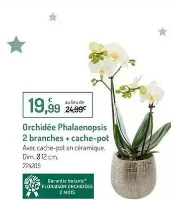 Botanic Orchidée Phalaenopsis 2 Branches + Cache-pot offre